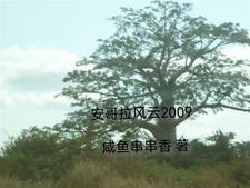 安哥拉流行歌曲